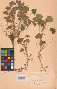 Malva neglecta Wallr., Eastern Europe, Belarus (E3a) (Belarus)