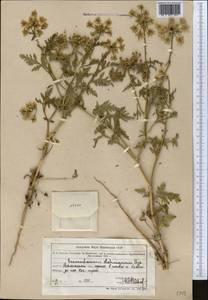 Eremodaucus lehmannii Bunge, Middle Asia, Northern & Central Tian Shan (M4) (Kazakhstan)