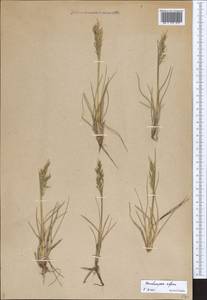 Deschampsia cespitosa subsp. cespitosa, Eastern Europe, Northern region (E1) (Russia)