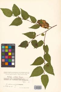 Betula costata Trautv., Siberia, Russian Far East (S6) (Russia)