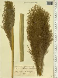 Saccharum officinarum L., Africa (AFR) (Mali)