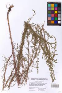 Artemisia campestris L., Eastern Europe, Central region (E4) (Russia)