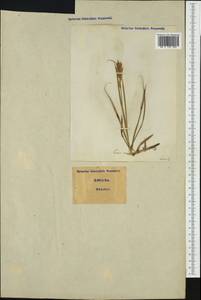 Carex arenaria L., Western Europe (EUR) (Italy)