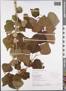 Populus nigra L., Eastern Europe, Central region (E4) (Russia)