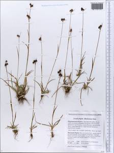 Luzula multiflora subsp. frigida (Buch.) V.I. Krecz., Eastern Europe, Northern region (E1) (Russia)