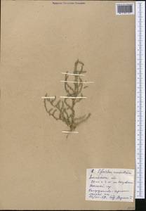 Ofaiston monandrum (Pall.) Moq., Middle Asia, Caspian Ustyurt & Northern Aralia (M8) (Kazakhstan)