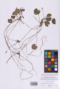 Hydrocharis morsus-ranae L., Eastern Europe, Moscow region (E4a) (Russia)