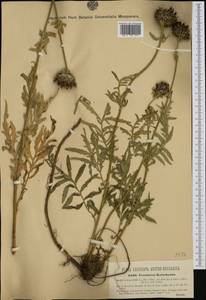 Centaurea kotschyana Heuff. ex W. D. J. Koch, Western Europe (EUR) (Romania)