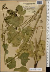 Laser trilobum (L.) Borkh., Caucasus, South Ossetia (K4b) (South Ossetia)