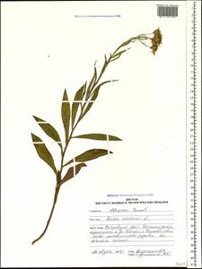 Senecio nemorensis L., Siberia, Russian Far East (S6) (Russia)