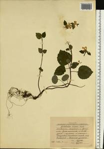 Lamium galeobdolon subsp. galeobdolon, Eastern Europe, Moscow region (E4a) (Russia)