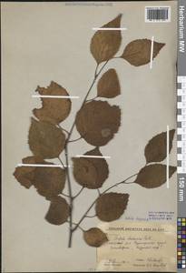 Betula davurica Pall., Siberia, Russian Far East (S6) (Russia)