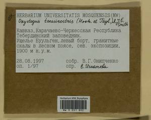 Chionoloma tenuirostre (Hook. & Taylor) M. Alonso, M.J. Cano & J.A. Jiménez, Bryophytes, Bryophytes - North Caucasus & Ciscaucasia (B12) (Russia)