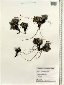 Potentilla ×prostrata Rottb., Siberia, Central Siberia (S3) (Russia)