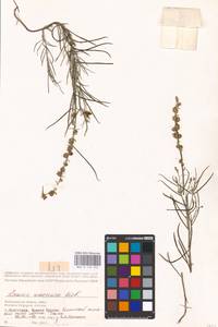 MHA 0 159 332, Linaria macroura (M. Bieb.) M. Bieb., Eastern Europe, Lower Volga region (E9) (Russia)