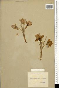 Crocus biflorus subsp. adami (J.Gay) K.Richt., Caucasus, Georgia (K4) (Georgia)