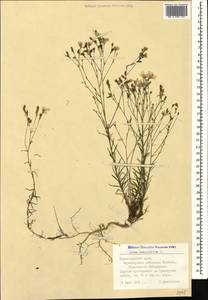 Linum tenuifolium L., Caucasus, Black Sea Shore (from Novorossiysk to Adler) (K3) (Russia)