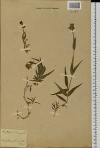 Dichodon maximum (L.) Á. Löve & D. Löve, Siberia, Western Siberia (S1) (Russia)