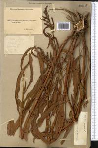 Rumex crispus L., Middle Asia, Northern & Central Kazakhstan (M10) (Kazakhstan)