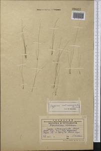 Pycreus sanguinolentus (Vahl) Nees, Middle Asia, Western Tian Shan & Karatau (M3) (Kazakhstan)