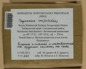 Plagiomnium confertidens (Lindb. & Arnell) T.J. Kop., Bryophytes, Bryophytes - Russian Far East (excl. Chukotka & Kamchatka) (B20) (Russia)