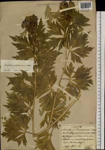 Aconitum kusnezoffii Rchb., South Asia, South Asia (Asia outside ex-Soviet states and Mongolia) (ASIA) (China)