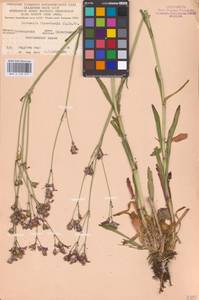 Silene flos-cuculi (L.) Greuter & Burdet, Eastern Europe, North Ukrainian region (E11) (Ukraine)