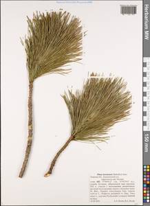 Pinus koraiensis Siebold & Zucc., Eastern Europe, North-Western region (E2) (Russia)