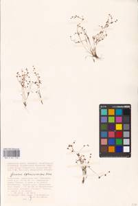 Juncus sphaerocarpus Nees, Middle Asia, Caspian Ustyurt & Northern Aralia (M8) (Kazakhstan)