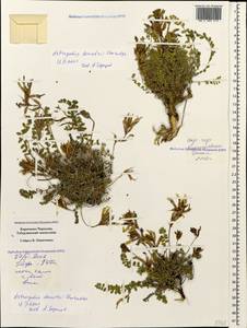 Astragalus somcheticus K.Koch, Caucasus, Stavropol Krai, Karachay-Cherkessia & Kabardino-Balkaria (K1b) (Russia)