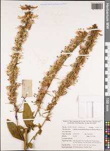 Lobelia nicotianifolia Roth, South Asia, South Asia (Asia outside ex-Soviet states and Mongolia) (ASIA) (Vietnam)