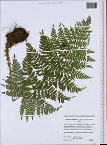 Dryopteris expansa (C. Presl) Fraser-Jenk. & Jermy, Siberia, Russian Far East (S6) (Russia)