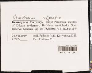 Cnestrum alpestre (Wahlenb.) Nyholm, Bryophytes, Bryophytes - Krasnoyarsk Krai, Tyva & Khakassia (B17) (Russia)