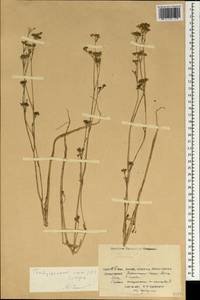 Trachyspermum ammi (L.) Sprague, South Asia, South Asia (Asia outside ex-Soviet states and Mongolia) (ASIA) (China)