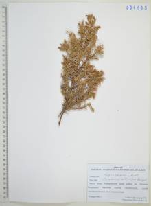 Juniperus communis var. saxatilis Pall., Siberia, Russian Far East (S6) (Russia)
