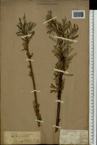 Salix viminalis L., Eastern Europe, Northern region (E1) (Russia)