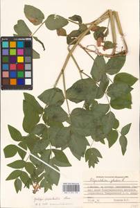 Galega orientalis Lam., Eastern Europe, Moscow region (E4a) (Russia)