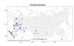 Citrullus lanatus (Thunb.) Matsum. & Nakai, Atlas of the Russian Flora (FLORUS) (Russia)