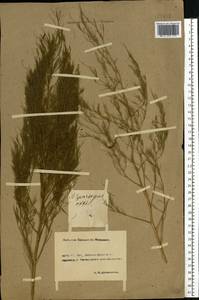 Asparagus officinalis L., Eastern Europe, Rostov Oblast (E12a) (Russia)