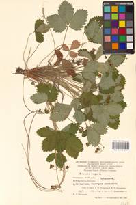 Fragaria vesca L., Eastern Europe, Eastern region (E10) (Russia)