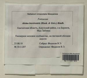 Aloina brevirostris (Hook. & Grev.) Kindb., Bryophytes, Bryophytes - Chukotka & Kamchatka (B21) (Russia)