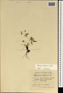 Geranium pseudosibiricum J. Mayer, Mongolia (MONG) (Mongolia)