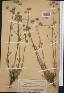 Gypsophila cephalotes (Schrenk) F.N. Williams, Middle Asia, Western Tian Shan & Karatau (M3) (Kazakhstan)