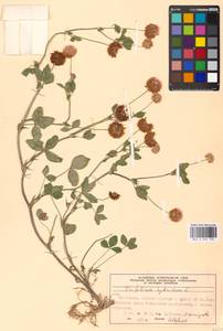 Trifolium hybridum L., Eastern Europe, Moscow region (E4a) (Russia)