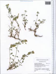 Scutellaria, Middle Asia, Western Tian Shan & Karatau (M3) (Kyrgyzstan)