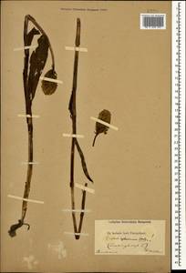 Traunsteinera sphaerica (M.Bieb.) Schltr., Caucasus (no precise locality) (K0)