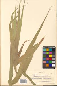 Phragmites australis (Cav.) Trin. ex Steud., Siberia, Russian Far East (S6) (Russia)