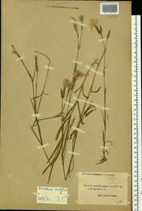 Dianthus superbus L., Eastern Europe, Northern region (E1) (Russia)