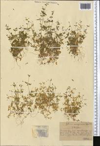 Galium songaricum Schrenk, Middle Asia, Northern & Central Tian Shan (M4) (Kazakhstan)