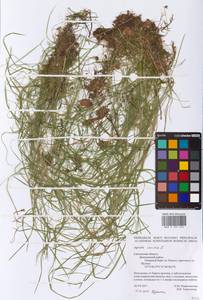 Agrostis canina L., Eastern Europe, Western region (E3) (Russia)